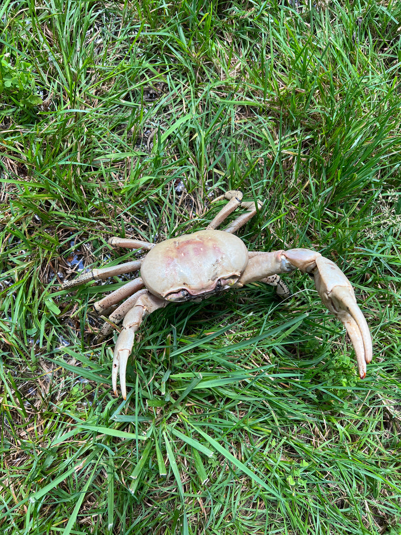 Barbados Giant Land Crab (Cardisoma guanhumi)
