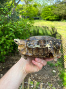 Homes Hinge-back Tortoise Adult Pair