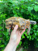 Homes Hinge-back Tortoise Adult Female