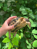 Libyan Greek Tortoise Adult Female