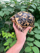 Libyan Greek Tortoise Adult Female