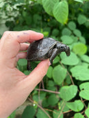 Aldabra Tortoise USA CB 2023