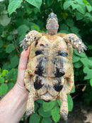 Libyan Greek Tortoise Adult Male