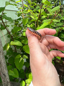 Leach's Fluorescent Orange Millipedes (Euryurus Leachii)