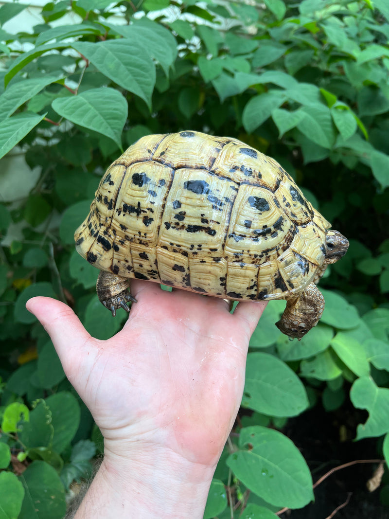 Libyan Greek Tortoise Adult Female