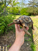 Homes Hinge-back Tortoise Adult Pair