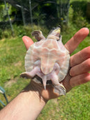 Fly River Turtle Baby