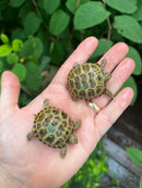 Russian Tortoise Babies (Testudo horsfieldii)