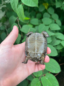 Aldabra Tortoise USA CB 2023