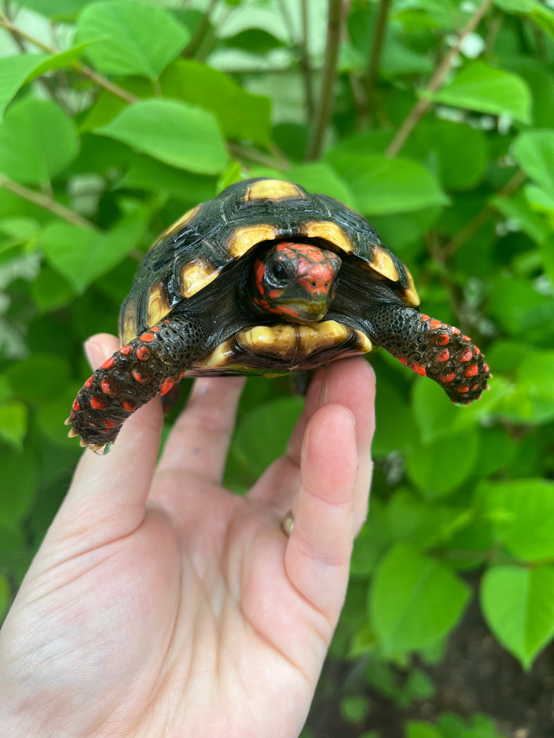 Brazilian Cherryhead Tortoise 2021