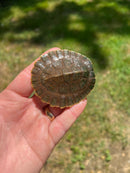 Branderhorst’s Sideneck Turtle Babies (Elseya Branderhorstii)