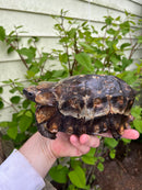 Homes Hinge-back Tortoise Adult Pair