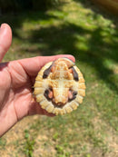 Branderhorst’s Sideneck Turtle Babies (Elseya Branderhorstii)