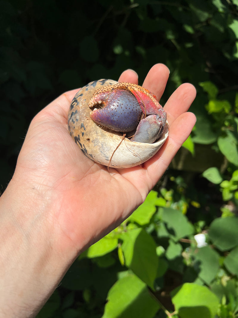 Giant Land Hermit Crabs For Sale American Reptile Distributors