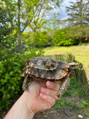 Homes Hinge-back Tortoise Adult Pair