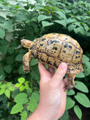 Libyan Greek Tortoise Adult Female