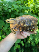 Homes Hinge-back Tortoise Adult Female