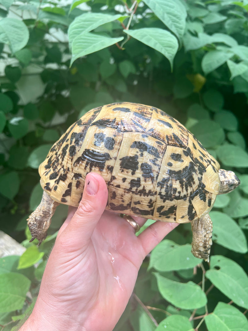 Libyan online greek tortoise