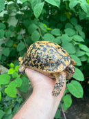 Libyan Greek Tortoise Adult Male
