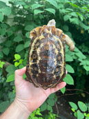 Homes Hinge-back Tortoise Adult Female