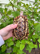 Homes Hinge-back Tortoise Adult Pair 6 (Kinixys homeana)