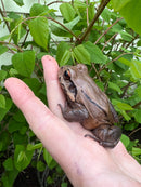 Smokey Mountain Jungle Frogs (Leptodactylus pentadactylus)
