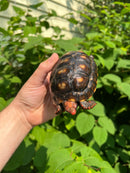 Brazilian Cherryhead Tortoise 2021