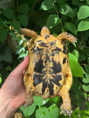 Libyan Greek Tortoise Adult Female