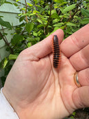Leach's Fluorescent Orange Millipedes (Euryurus Leachii)