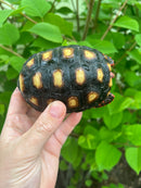 Brazilian Cherryhead Tortoise 2021