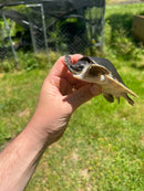 Fly River Turtle Baby