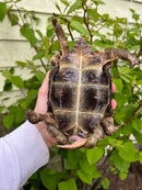 Homes Hinge-back Tortoise Adult Pair