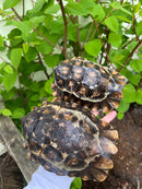 Homes Hinge-back Tortoise Adult Pair