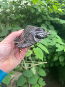 Fly River Turtle Baby