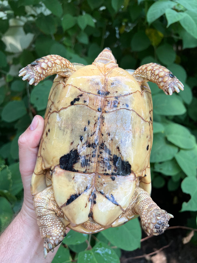 Libyan Greek Tortoise Adult Female