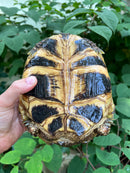 Russian Tortoise XXL Female