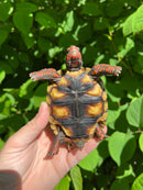 Brazilian Cherryhead Tortoise 2021
