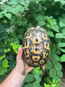 Libyan Greek Tortoise Adult Female