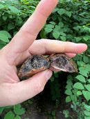 Stripe-necked Musk Turtle Adult Pair