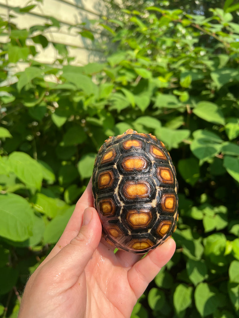 Brazilian Cherryhead Tortoise 2021