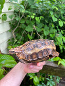 Homes Hinge-back Tortoise Adult Female