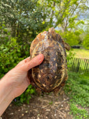 Homes Hinge-back Tortoise Adult Pair