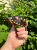 Brazilian Cherryhead Tortoise 2021