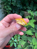 Paradox Albino Red Eared Slider Turtle