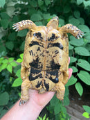 Libyan Greek Tortoise Adult Female