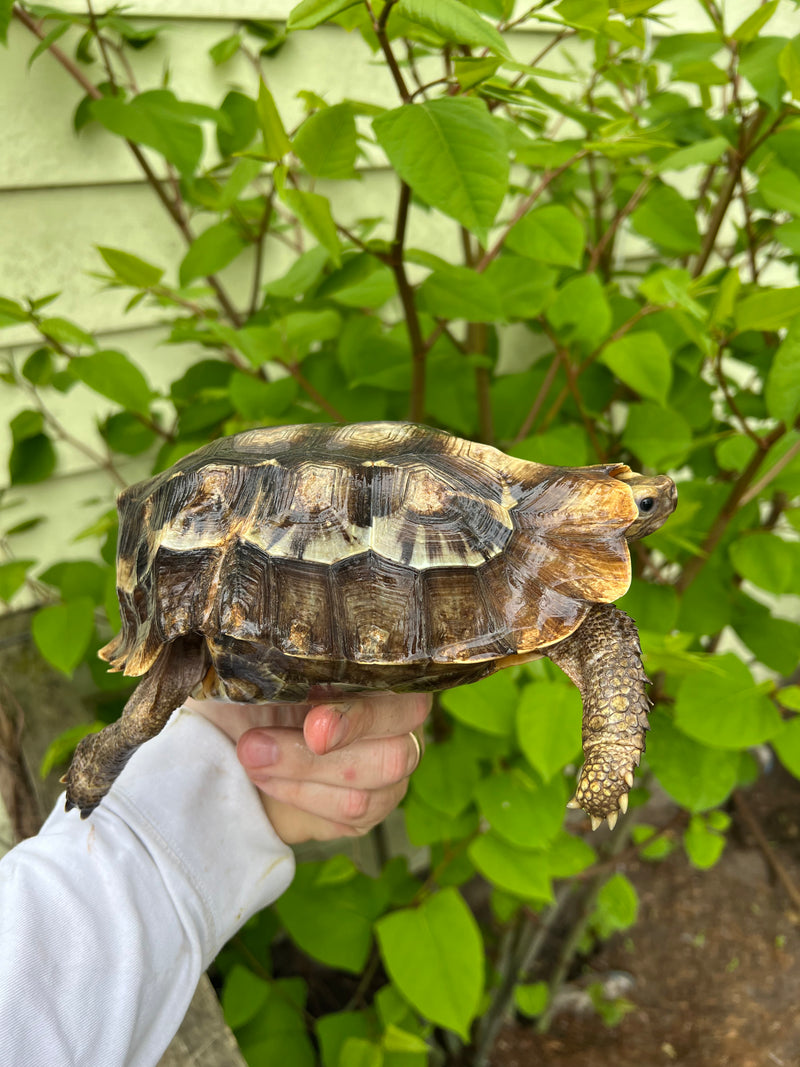 Homes Hinge-back Tortoise Adult Pair 6 (Kinixys homeana)
