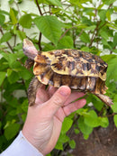 Homes Hinge-back Tortoise Adult Pair 6 (Kinixys homeana)