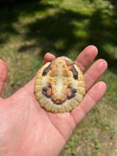 Branderhorst’s Sideneck Turtle Babies (Elseya Branderhorstii)