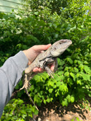 Australian Frilled Dragon Adult Female (Chlamydosaurus kingii)