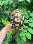 Libyan Greek Tortoise Adult Female